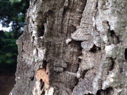 quercus-suber-11-2014