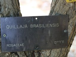 hava &raquo; Quillaja