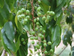 Rhodosphaera_rhodanthema1