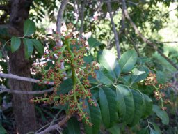 hava &raquo; Rhodosphaera