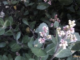 Rhus-integrifolia-02-2015