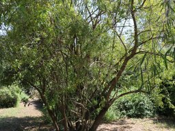 hava &raquo; Rhus