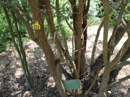 rhus-chinensis-apr-18