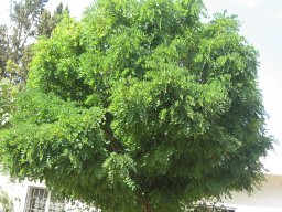 hava &raquo; Robinia