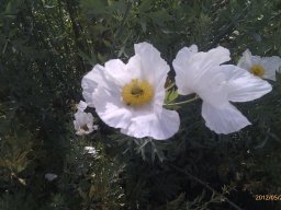 hava &raquo; Romneya
