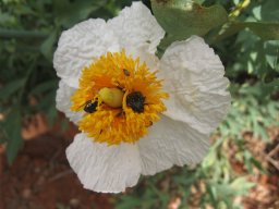 romneya-coulteri-26-04-2014