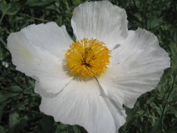 romneya-coulteri-26-04-2014a