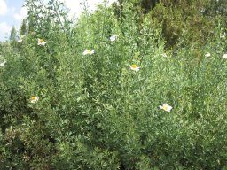 romneya-coulteri26-04-2014c