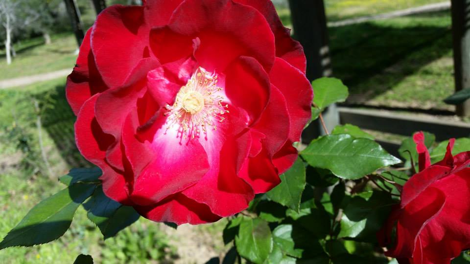 Rosa