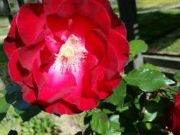 hava &raquo; Rosa