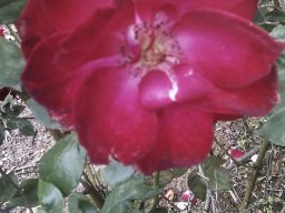 imag0852