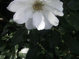 imag0853
