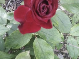 imag0854