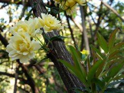rosa-banksiae-03-2015