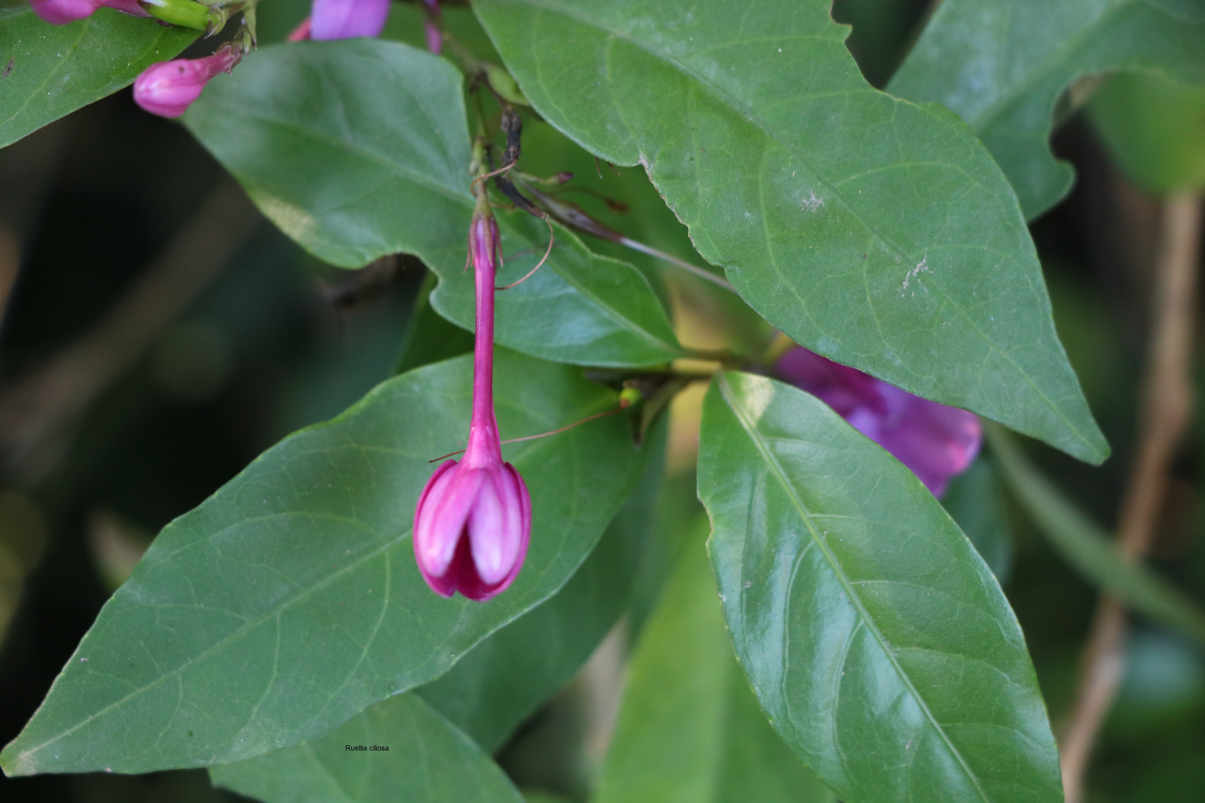 Ruellia