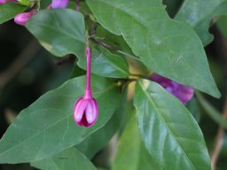 hava &raquo; Ruellia