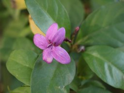 Ruellia-ciliosa-a2017