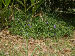 Ruellia-prostrata