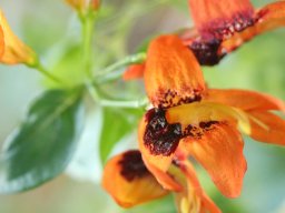 ruttya_fruticosa