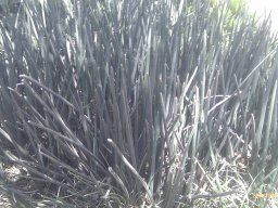 hava &raquo; Sansevieria