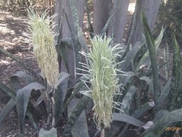 sansevieria-cylindrira-08-2012