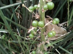 sansevieria-cylindrira-08-2014-3