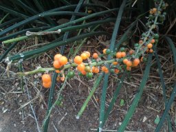 sansevieria-cylindrira-08-2014