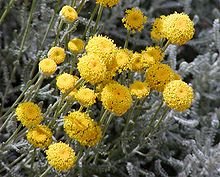 Santolina_chamaecyparissus_A