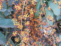 schefflera_digitata