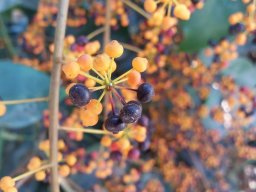 schefflera_digitata_A