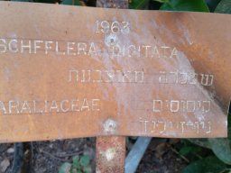schefflera_digitata_B