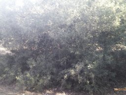 hava &raquo; Schinus
