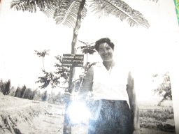 schizolobium-excelsum-1956a