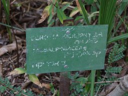 Schotia-microphylla-12-2017-2