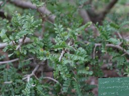 Schotia-microphylla-12-2017
