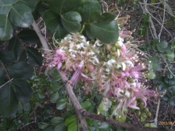 schotia-latifolia---