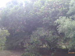 schotia-latifolia---1
