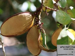 schotia-latifolia-11-2017