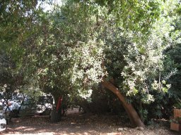 hava &raquo; Sideroxylon