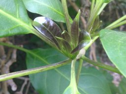 hava &raquo; Solandra