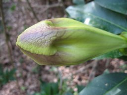 solandra-maxima-13-04-2014