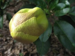 solandra-maxima-13-04-2014a