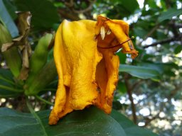 solandra-maxima-feb-2015-a