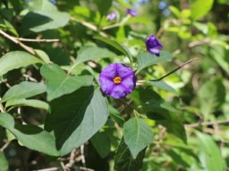 hava &raquo; Solanum