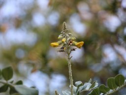 Sophora_tomentosa