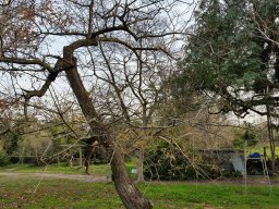 hava &raquo; Sophora
