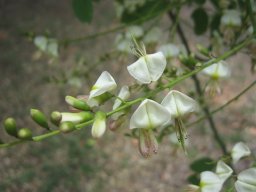 sophora-japonica-07-2014