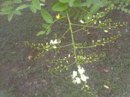 sophora-japonica-08-2014