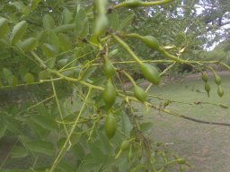 sophora-japonica-08-2014a