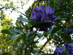 sophora-secundiflora-03-2015-a